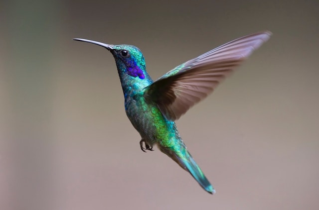 letící kolibřík