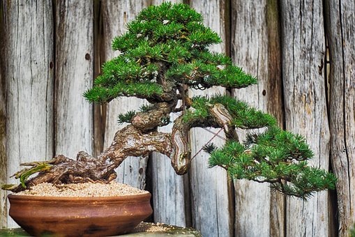 wood-3441147__340